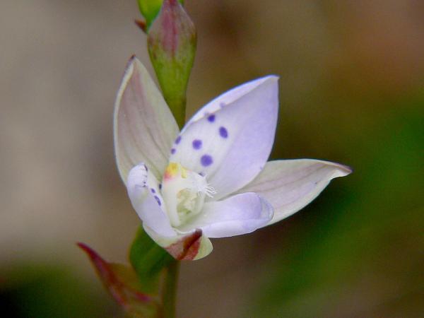 Thelymitra hiemalis Green - Sun Orchid.jpg